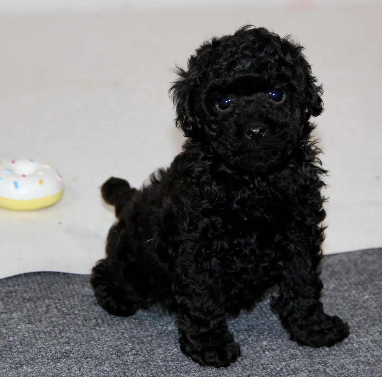 IMG_6046 black toy poodle