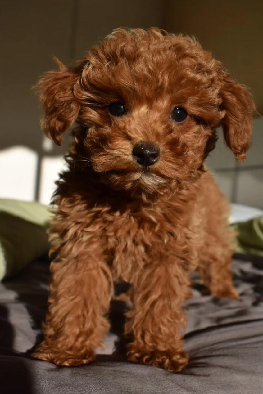 milo m